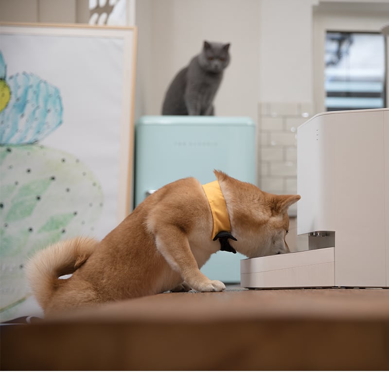 Xiaomi Smart Pet Food Feeder EU - Image 10
